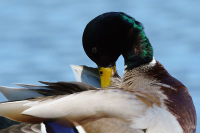 Close-up of a bird against the lake