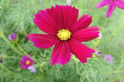 Close-up of pink flower