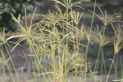 Close-up of crops growing on field