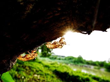 Close-up of bee on a tree