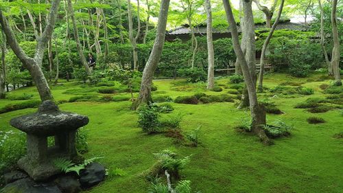 Plants and trees in forest