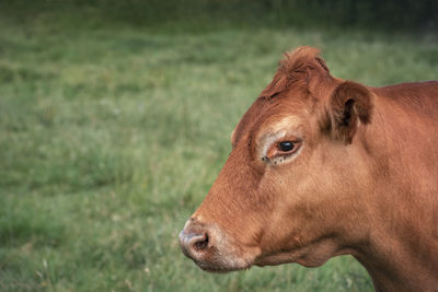 Close-up of a horse on field