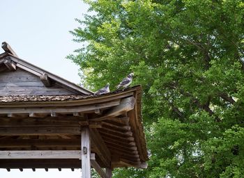 Low angle view of bird on roof against sky