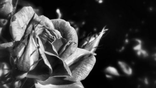 Close-up of flowers