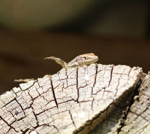 Close-up of lizard on wooden log