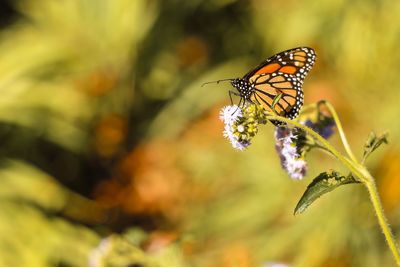 Close-up of butterfly pollinating on purple flower