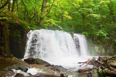 Scenic view of waterfall in forest