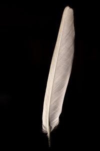 Close-up of feather against black background