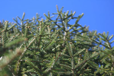 Low angle view of pine tree against blue sky