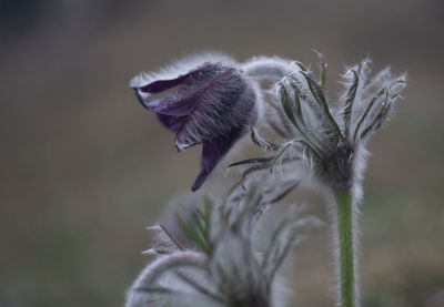 Close-up of cat on flowering plant