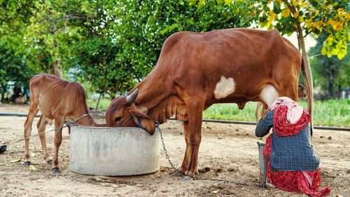 Asian woman in traditional costume milking a brown cow at countryside. summer time agriculture indus