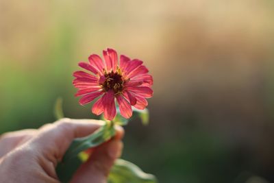 Close-up of hand holding flower