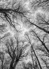 Low angle view of bare trees against sky