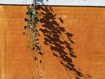 Close-up of plants hanging against sky