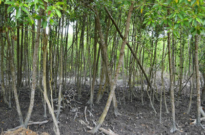 View of bamboo trees in forest