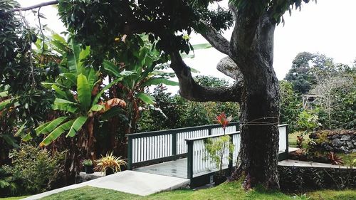 Plants growing on tree