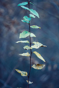 Close-up of plant