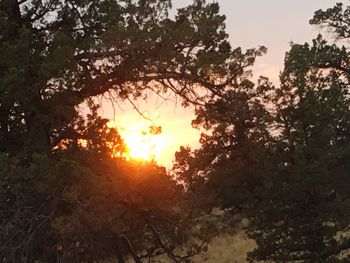 Silhouette trees against sky during sunset