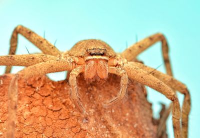 Close-up of spider