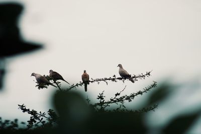 Close-up of plants on twig against sky