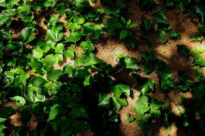 High angle view of plant growing on field