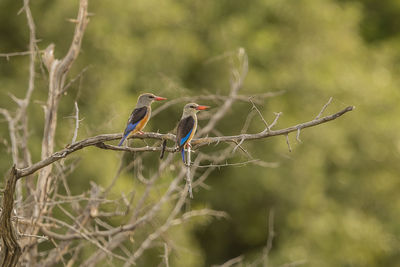 Birds perching on branch