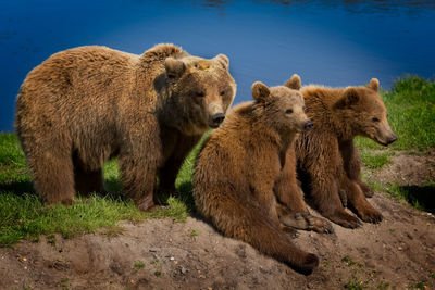 Bear family on lakeshore