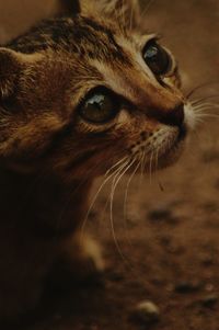 Close-up of a cat looking up