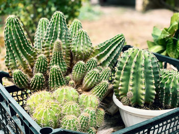 Close-up of succulent plant