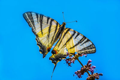 Close-up of butterfly pollinating on flower against clear blue sky