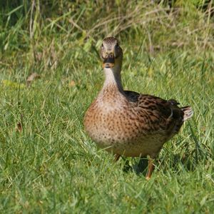 Close-up of bird on field