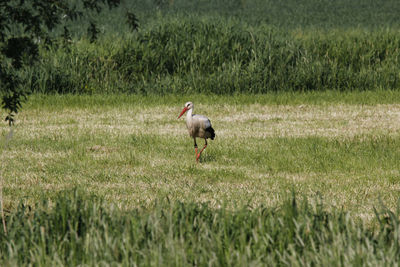 White stork foraging in a field in summer