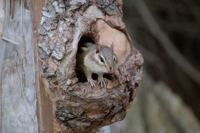 Close-up of squirrel