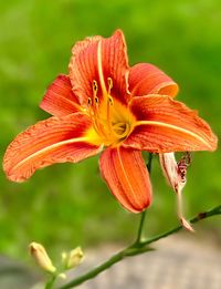 Close-up of day lily blooming outdoors