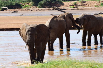 View of elephants in river