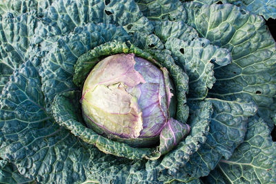 Close-up of cabbage