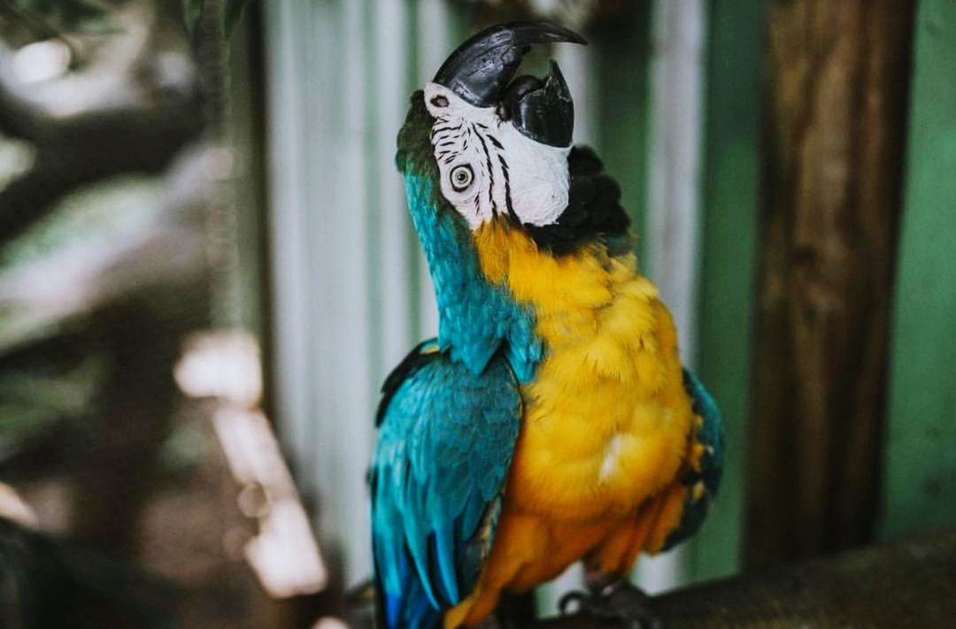 animal, animal themes, animal wildlife, vertebrate, bird, one animal, parrot, animals in the wild, macaw, focus on foreground, no people, close-up, day, gold and blue macaw, perching, nature, blue, outdoors, beauty in nature, yellow, beak