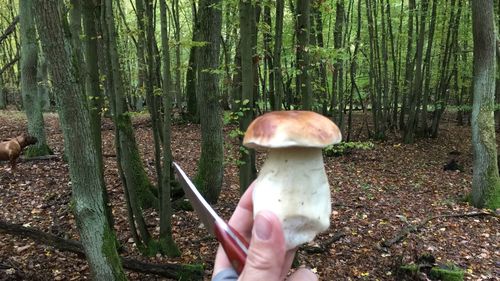 Close-up of hand holding mushroom in forest