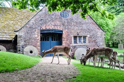 Deer grazing on field at zoo