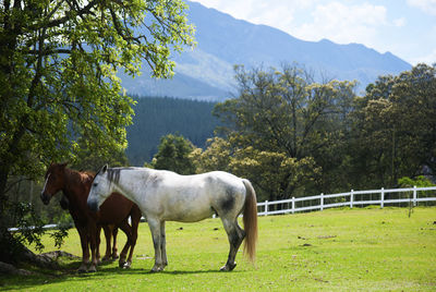 Horses in the field