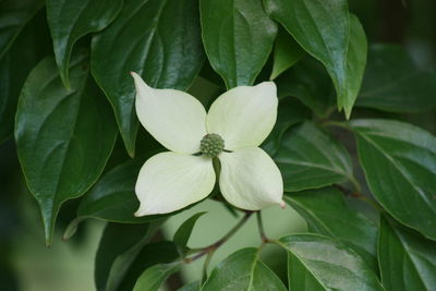 Close-up of flowering plant leaves