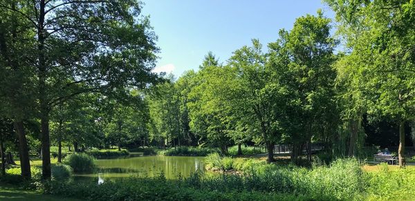 Trees by lake in forest against sky