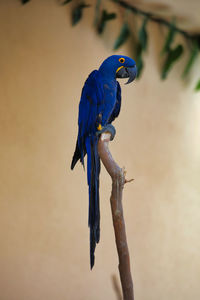 Close-up of a bird perching on branch