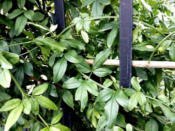 Close-up of fresh green plants