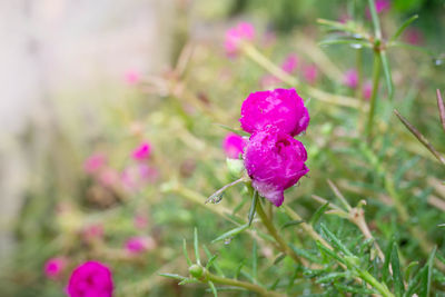 Close-up of pink rose flower