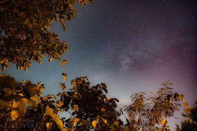 Low angle view of trees against sky at night