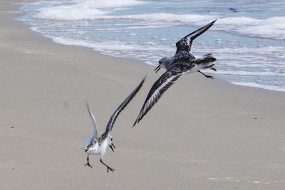 View of driftwood on beach