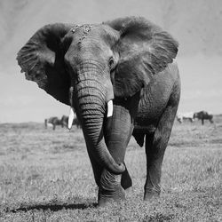 Elephant standing on field