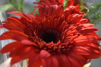 Close-up of red gerbera daisy