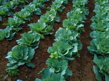 Fresh cauliflower waiting to be harvested in the garden